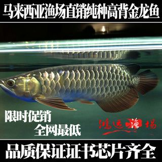 觀賞龍魚價(jià)格表（2017觀賞魚龍魚價(jià)格一般是多少？值不值得買？） 龍魚百科 第1張