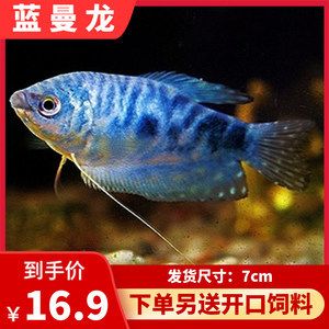 觀賞龍魚價(jià)格表（2017觀賞魚龍魚價(jià)格一般是多少？值不值得買？） 龍魚百科 第3張