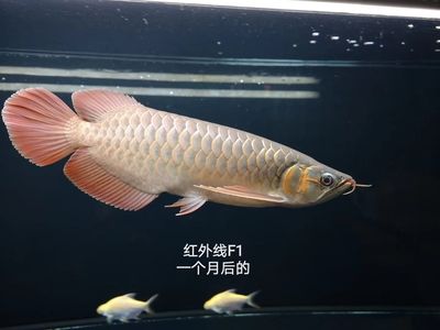 紅龍魚哪個品牌好（卡普瓦斯之光紅龍魚品牌排行榜-十大品牌排行榜） 龍魚百科 第6張