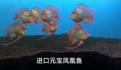 福建魚缸sianlon祥龍魚場(chǎng)（假設(shè)您提到的“福建魚缸sianlon祥龍魚場(chǎng)”是指位于福建省的祥龍魚場(chǎng)） 龍魚百科 第4張