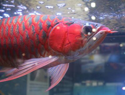 紅龍魚(yú)吃的少怎么回事（紅龍魚(yú)吃食減少怎么辦）