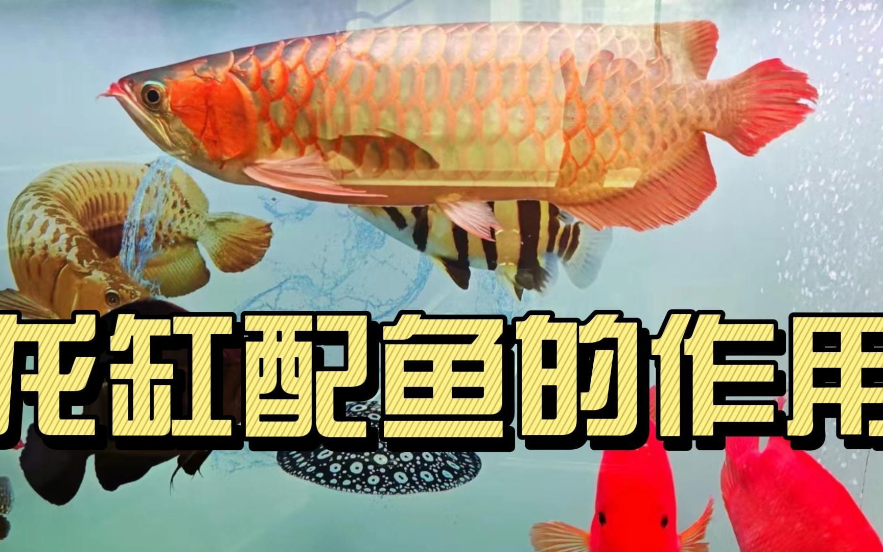 紅龍魚配魚有哪些（紅龍魚可以和什么魚一起養(yǎng),混養(yǎng)要注意什么）