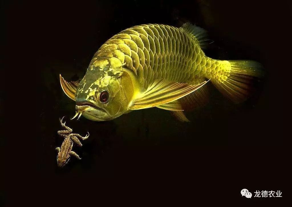 高清龍魚壁紙 龍魚百科 第3張