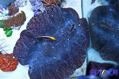 祥龍魚場水族館加盟費多少錢一個月（祥龍魚場水族館具體加盟費用及每月費用詳細(xì)信息） 龍魚百科 第4張