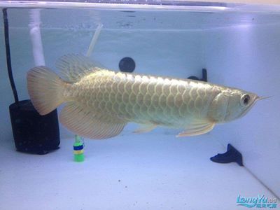 祥龍魚場水族館加盟費多少錢一個月（祥龍魚場水族館具體加盟費用及每月費用詳細(xì)信息） 龍魚百科 第3張