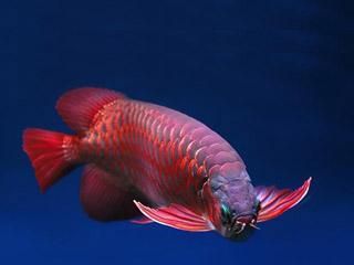 紅龍魚30公分有幾個月了能長多大（紅龍魚一年能長多大）