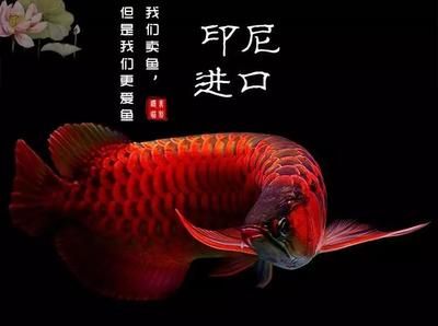 關(guān)于龍魚的說(shuō)說(shuō)文案短句子（關(guān)于龍魚的說(shuō)說(shuō)文案短句） 龍魚百科 第2張