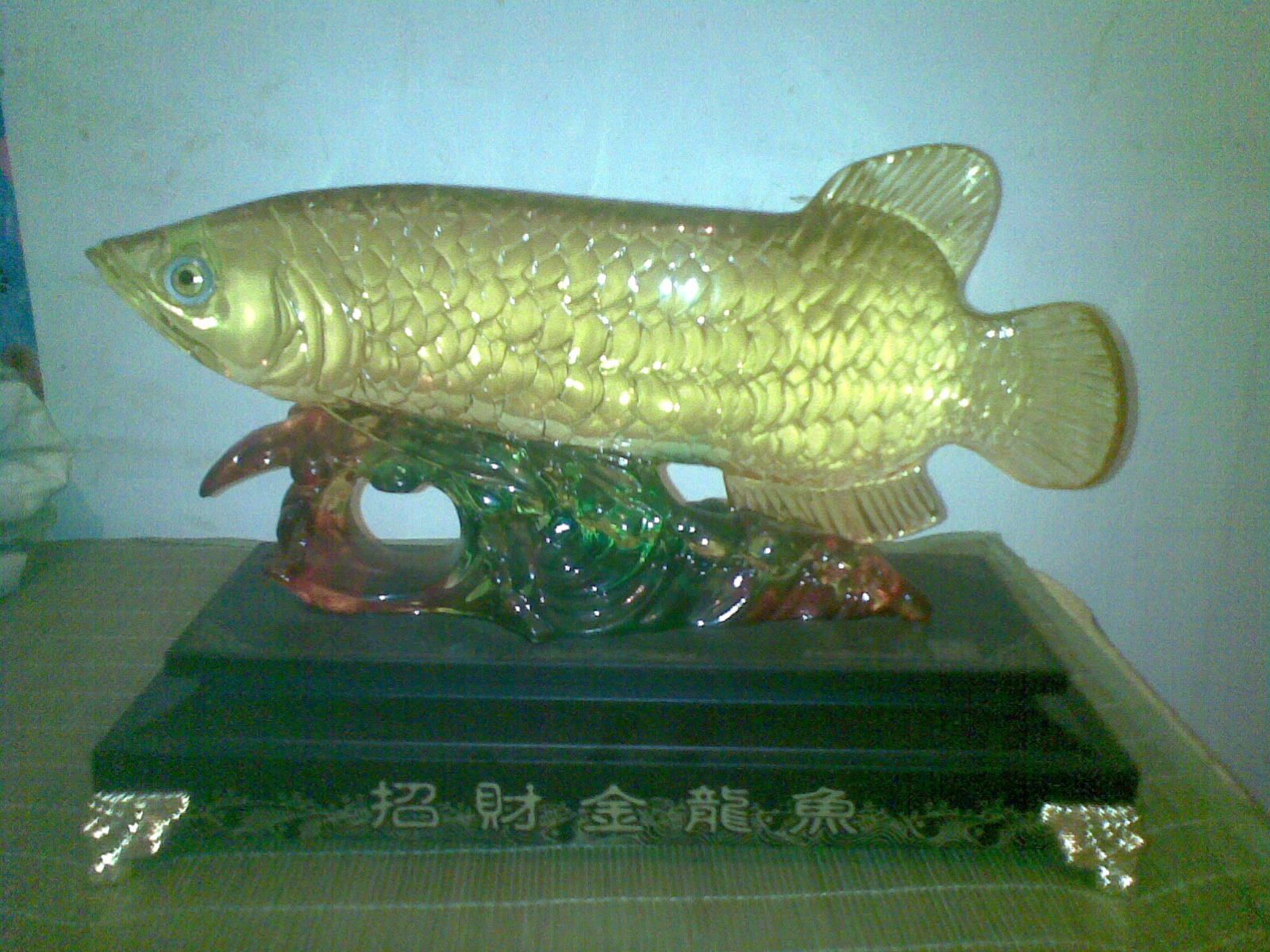 二手金龍魚買賣交易（二手金龍魚買賣信息） 龍魚百科 第3張