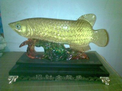 二手金龍魚買賣交易（二手金龍魚買賣信息） 龍魚百科 第1張