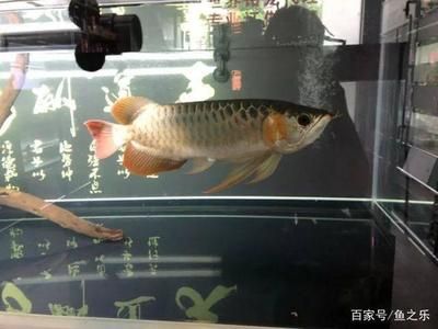 剛買的龍魚應注意什么細節(jié)（新手養(yǎng)龍魚注意什么）