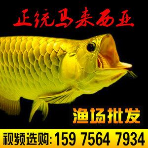 古典龍魚能長(zhǎng)多大的魚苗（古典龍魚能長(zhǎng)多大龍魚能長(zhǎng)多大龍魚一年能長(zhǎng)多大）