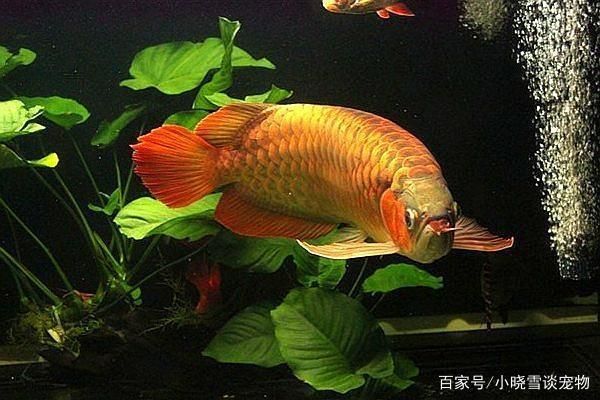 給紅龍魚吃什么小魚好養(yǎng)活（紅龍魚吃什么最好） 龍魚百科 第2張