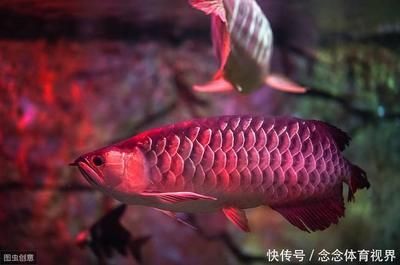 紅龍魚吃什么食物長得快些（紅龍魚吃什么最好） 龍魚百科 第3張