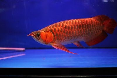 紅龍魚(yú)8年不紅（紅龍魚(yú)8年不紅是怎么回事？） 龍魚(yú)百科 第1張