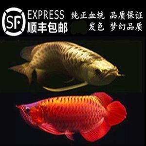 紅龍魚品牌推薦（紅龍魚品牌有哪些360問答） 龍魚百科 第7張