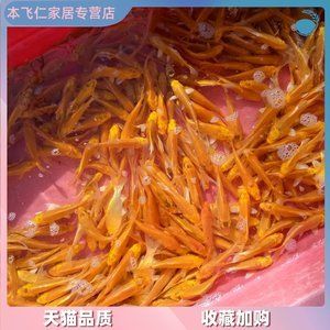 紅龍魚吃什么飼料最好養(yǎng)（紅龍魚的最佳飼料選擇對(duì)于其健康和美麗至關(guān)重要） 龍魚百科 第3張