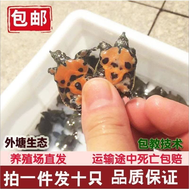 40公分龍魚吃小甲魚（40公分的龍魚可以喂食小甲魚嗎？）