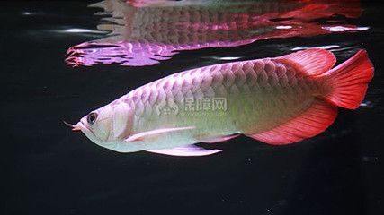 紅金龍魚(yú)吃什么有助顏色生成（紅金龍魚(yú)吃什么有助于發(fā)色） 龍魚(yú)百科