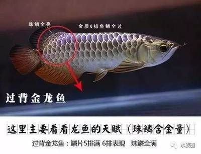 低價(jià)個(gè)人出售龍魚(yú)一條怎么發(fā)布廣告（亞馬遜低價(jià)個(gè)人出售龍魚(yú)廣告該怎么打廣告360問(wèn)答） 龍魚(yú)百科 第3張