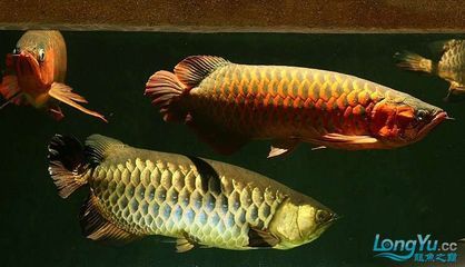 紅龍魚金龍魚混養(yǎng)（紅龍魚和金龍魚可以混養(yǎng)嗎） 龍魚百科 第4張