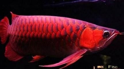 紅龍魚幾年長到60公分（紅龍魚一年長多少厘米能活多久紅龍魚壽命多長時間）