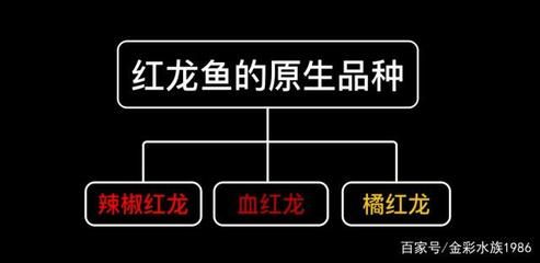 紅龍魚鱗片底色（關于紅龍魚鱗片底色的詳細介紹） 龍魚百科 第6張