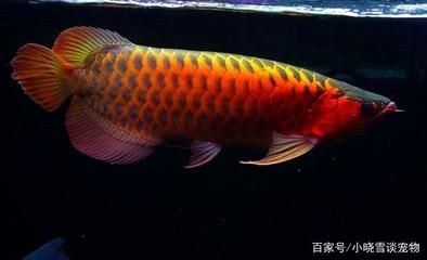 紅龍魚鱗片底色（關于紅龍魚鱗片底色的詳細介紹） 龍魚百科 第4張