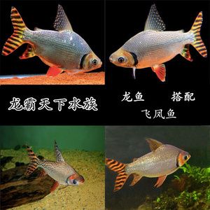 紅龍魚混養(yǎng)最佳搭配（紅龍魚可以和什么魚混養(yǎng)） 龍魚百科 第7張