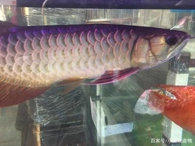 觀察金龍魚（關(guān)于金龍魚的觀察結(jié)果）