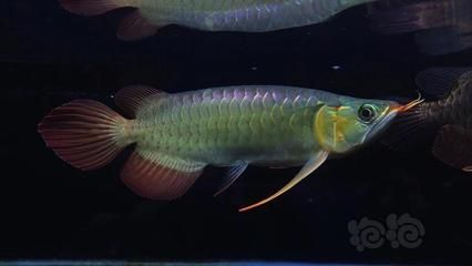 短身龍魚能長(zhǎng)多大的魚（短身龍魚能長(zhǎng)多大） 龍魚百科 第3張