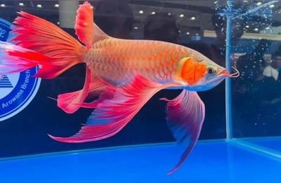 紅龍魚能不能吃（紅龍魚價(jià)格,紅龍魚吃什么最好）