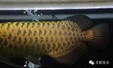 馬來西亞高端龍魚品牌漁場大匯總（馬來西亞高端龍魚品牌漁場大匯總道客巴巴） 龍魚百科 第4張