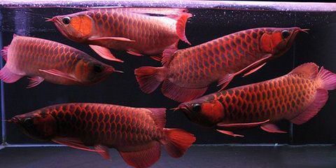 紅龍魚(yú)可以喂活泥鰍嗎（紅龍魚(yú)可以喂活泥鰍嗎紅龍魚(yú)可以喂活泥鰍嗎）