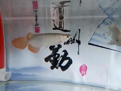 紅龍魚(yú)后三鰭不展開(kāi)（紅龍魚(yú)后三鰭不展開(kāi)怎么辦） 龍魚(yú)百科 第2張