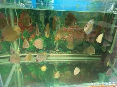 廣州大型魚缸定做o祥龍魚場（廣州大型魚缸定做-祥龍魚場）