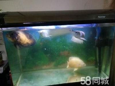 地圖魚和銀龍魚能一起養(yǎng)嗎（地圖魚和銀龍魚可以一起混養(yǎng)嗎）