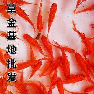 國(guó)內(nèi)紅龍魚繁殖基地（國(guó)內(nèi)有沒有紅龍魚繁殖基地？）