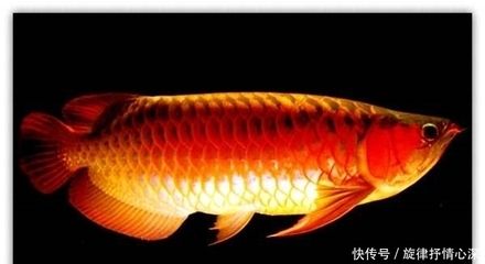 各種龍魚的寓意是什么意思（玉雕龍魚的寓意與象征）