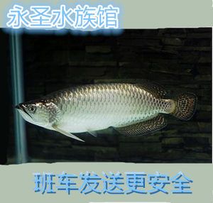 紅金龍魚活體繁殖技術(shù)（紅金龍魚怎么繁殖？）