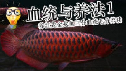 帶金龍血統(tǒng)的紅龍魚(yú)叫什么魚(yú)