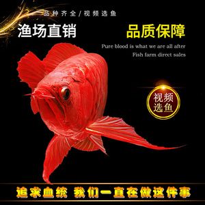 帶金龍血統(tǒng)的紅龍魚(yú)叫什么魚(yú)