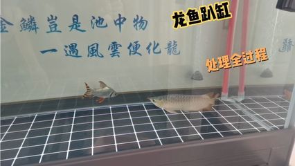 剛買回來(lái)的龍魚(yú)蹭缸了怎么辦（龍魚(yú)蹭缸怎么辦） 龍魚(yú)百科 第1張