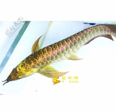 祥龍魚場的紅龍魚價格如何？（關于紅龍魚價格的一般信息） 龍魚百科 第4張