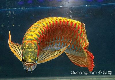 和龍魚(yú)差不多的魚(yú)（什么魚(yú)可以和龍魚(yú)混養(yǎng)） 龍魚(yú)百科 第2張