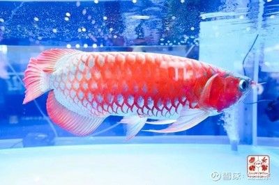 2024長城杯世界魟魚錦標(biāo)賽（2023長城杯世界龍魚錦標(biāo)賽） 龍魚百科 第3張