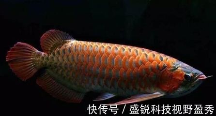 紅龍魚(yú)老是趴缸子怎么回事（紅龍魚(yú)趴缸怎么辦） 龍魚(yú)百科 第5張