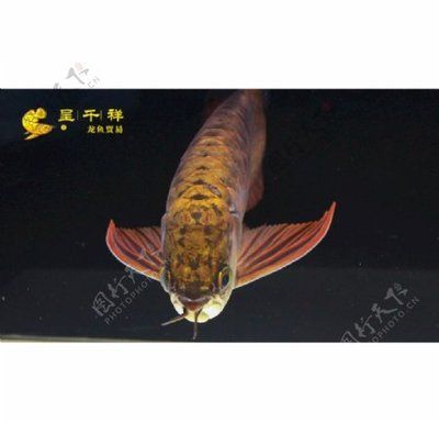 品牌金龍魚首選祥龍魚場（祥龍魚場的金龍魚品質怎么樣祥龍魚品質怎么樣） 龍魚百科 第7張