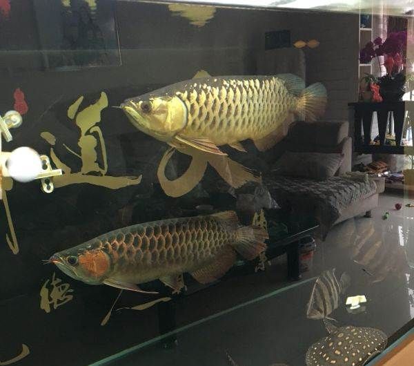 過背金龍魚又分為哪幾種魚（過背金龍魚、紫底過背金龍魚和金底過背金龍魚有哪些品種）