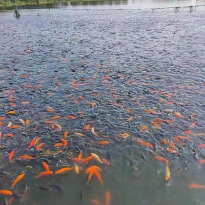 祥龍魚場觀賞魚怎么養(yǎng)的好一點呢圖片（關(guān)于觀賞魚養(yǎng)殖的基本技巧） 龍魚百科 第5張