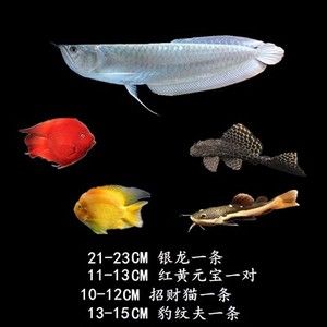 購買金龍魚苗注意事項和細節(jié)有哪些（養(yǎng)殖金龍魚的注意事項）